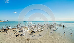 Crandon Park Beach photo