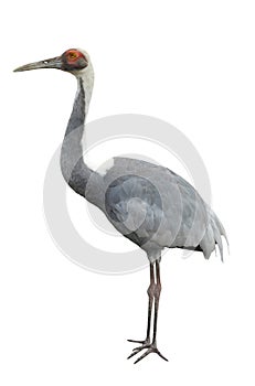 Crane