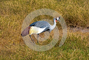 Crane, Amboseli Kenya