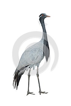 crane anthropoides virgo isolated
