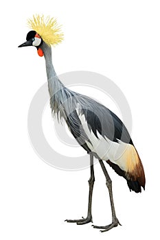 Crane balearica isolated on white