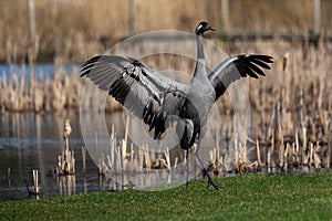 Crane bird dance - angel amongst us