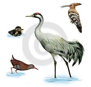 Crane bird, duckling, Water Rail