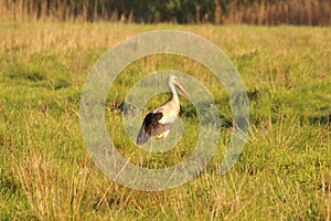 Crane bird in the field, Gruidae