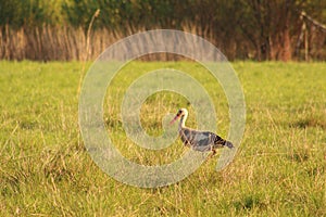 Crane bird in the field, Gruidae