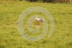 Crane bird in the field, Gruidae