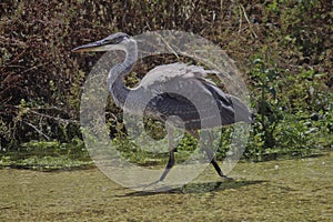 crane bird gray and strutting