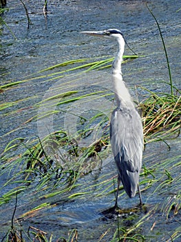 Crane bird in river, Lithuania