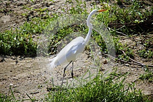 Egret Crane bird white