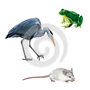 Crane bird, white mouse, green frog, Grey Heronn