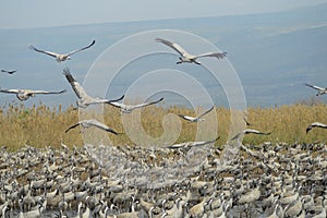 Crane birds in Agamon Hula