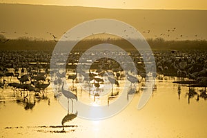 Crane birds in Agamon Hula bird refuge