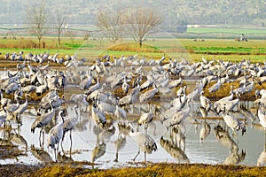 Crane birds in Agamon Hula bird refuge