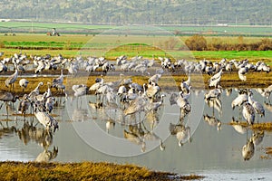 Crane birds in Agamon Hula bird refuge