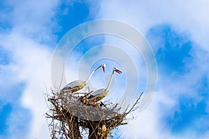 Crane birds as symbol of ecology