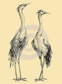 Crane birds drawing set