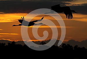 Crane birds flying at sunset