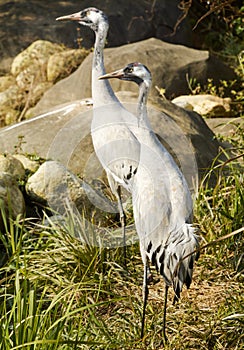 Crane Birds