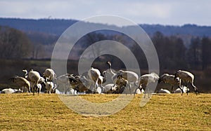 Crane dance at lake Hornborga