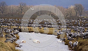 Crane dance at lake Hornborga