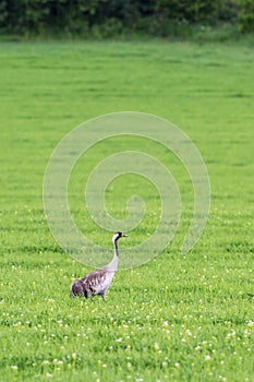 Crane on a field