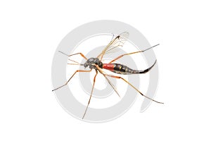 Crane fliees (Tanyptera atrata) on a white background