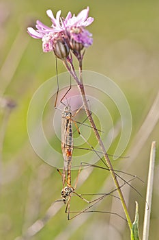 Crane Flies mating