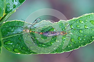 Crane flies mating