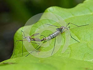 Crane Flies Mating on a Leaf