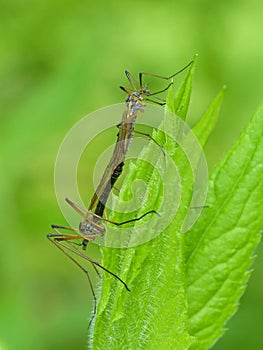 Crane Flies Mating On A Leaf 2