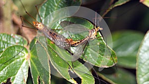 Crane flies mating on a leaf
