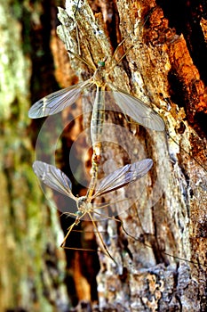 Crane Flies Nephrotoma Appendiculata photo