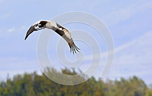 Crane in flight. The common crane Grus grus