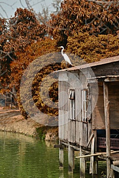Crane in Floating house