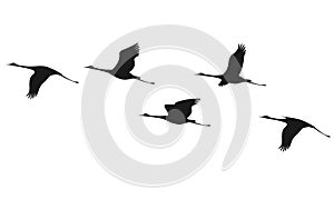Crane flock photo