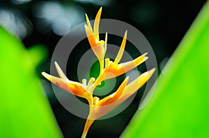 Crane Flower backlighted