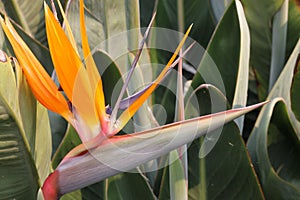 Crane flower, Bird of paradise, Strelitzia reginae