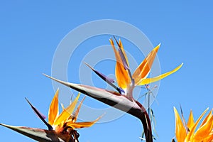 Crane flower or Strelitzia plant in bloom with bright colours