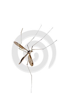 Crane fly