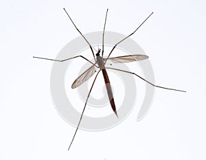 Crane fly