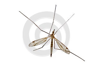 Crane Fly