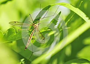 Crane Fly