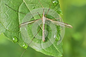 Crane Fly