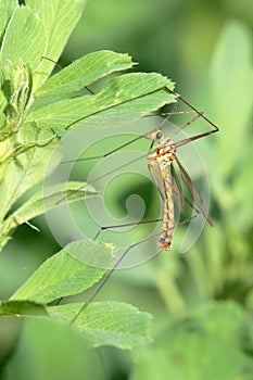 Crane fly