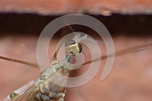 Crane Fly Close Up - daddy long legs