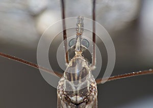 Crane Fly Close Up - daddy long legs