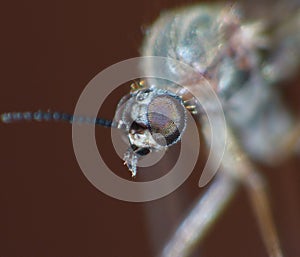 Crane Fly Close Up - daddy long legs