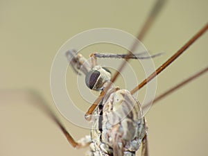 Crane Fly Close Up - daddy long legs