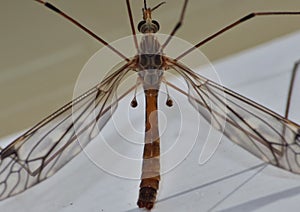 Crane Fly Close Up - daddy long legs