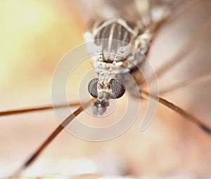 Crane Fly Close Up - daddy long legs